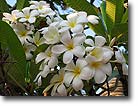 Frangipangi blossoms, Thailand