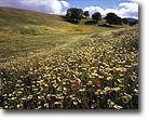 Wildflowers, Cuyama Valley, CA
