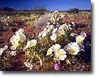 Dune Primrose, Joshua Tree National Park, CA