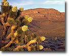 Joshua Trees, Grand Wash Cliffs, CA
