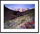 Indian paintbrush blloms above Hance Creek, Grand Canyon National Park, AZ